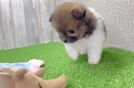 Pomeranian Pup Being Cute