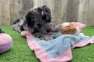 Mini Goldendoodle Pup Being Cute