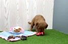 Funny Mini Goldendoodle Poodle Mix Pup