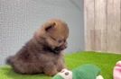 Friendly Pomeranian Purebred Pup