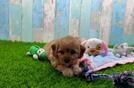 Cavapoo Pup Being Cute