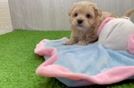 Energetic Maltepoo Poodle Mix Puppy