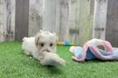 Sweet Maltipoo Baby