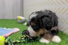 Hypoallergenic Mini Bernese Poodle Poodle Mix Puppy