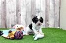 Cavapoo Puppy for Adoption