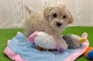 Petite Maltipoo Poodle Mix Pup