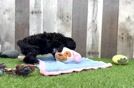 Meet Gil - our Poodle Puppy Video