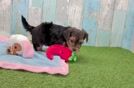Yorkie Poo Puppy for Adoption