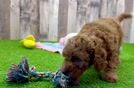 Little Cavipoo Poodle Mix Puppy