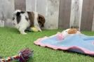 Pomeranian Pup Being Cute