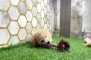 Meet Jacob - our Maltipoo Puppy Video
