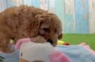 Cavapoo Puppy for Adoption