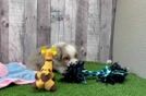 Meet Anna - our Mini Aussiedoodle Puppy Video