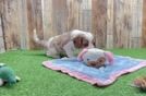 Cavapoo Pup Being Cute