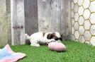 Happy Teddy Bear Baby
