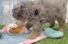 Smart Mini Bernedoodle Poodle Mix Pup