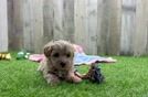Maltipoo Puppy for Adoption