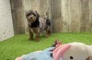 Poodle Puppy for Adoption