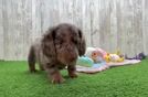 Cute Dachshund Purebred Pup