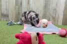 Popular Aussiechon Designer Pup