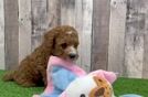 Meet Sig - our Poodle Puppy Video