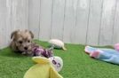 Best Yorkie Chon Baby