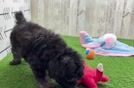 Meet Jeanie - our Havapoo Puppy Video  - Florida Fur Babies Little Havadoodle Poodle Mix Puppy