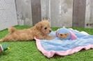 Maltipoo Puppy for Adoption