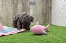 Smart Pooodle Purebred Puppy