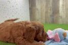 Mini Goldendoodle Puppy for Adoption