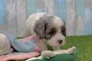 Energetic Cavoodle Poodle Mix Puppy