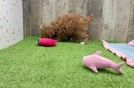 Poodle Puppy for Adoption