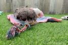 Shih Poo Puppy for Adoption