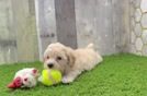 Energetic Maltidoodle Poodle Mix Puppy