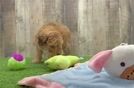 Funny Poodle Baby