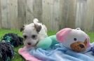 Playful Havanese Baby