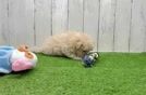 Friendly Maltipoo Baby