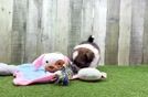 Adorable Pomtzu Designer Puppy