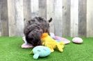 Best Cavapoo Baby
