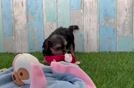 Small Yorkie Poo Baby