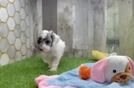 Smart Toy Poodle Purebred Puppy