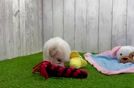 Havanese Puppy for Adoption