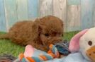 Little Cavipoo Poodle Mix Puppy