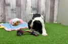 Little Cavalier King Charles Spaniel Purebred Pup