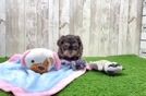 Meet Jamie - our Shih Poo Puppy Video