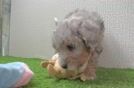 Mini Bernedoodle Pup Being Cute