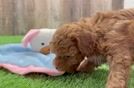 Cavapoo Puppy for Adoption