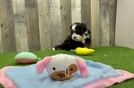 Meet Joplin - our Mini Bernedoodle Puppy Video