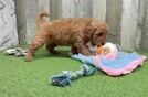 Best Mini Goldendoodle Baby