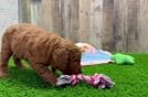 Adorable Golden Retriever Poodle Mix Poodle Mix Puppy